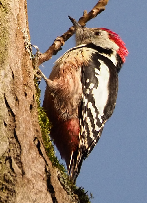 Mittelspecht, Leiopicus medius, Dendrocopos medius